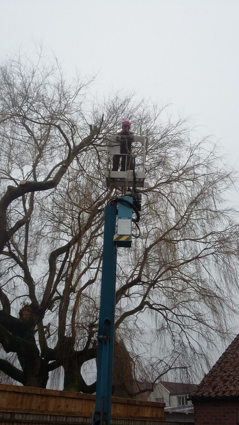 A Brief Look at Ryland’s 40 Years as Tree Specialists