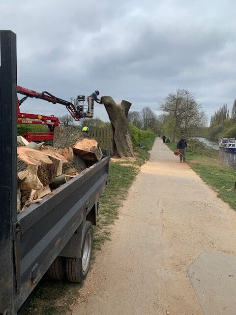 St. Peter’s School.. Old Ash tree.