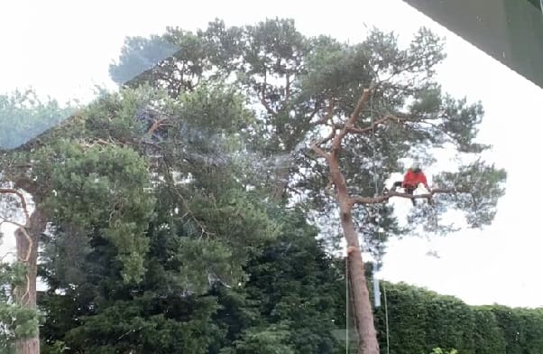 Ryland Horticulture Ltd. Tree Removal