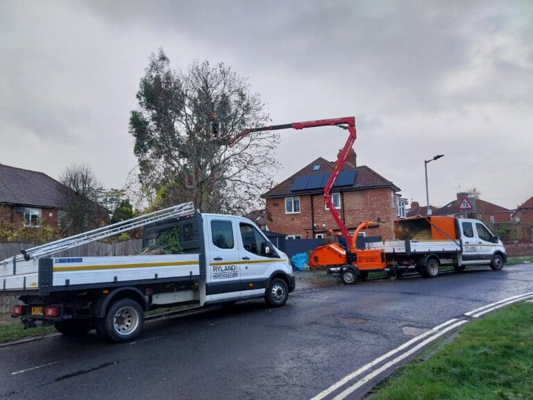 Another Eucalyptus bites the dust!