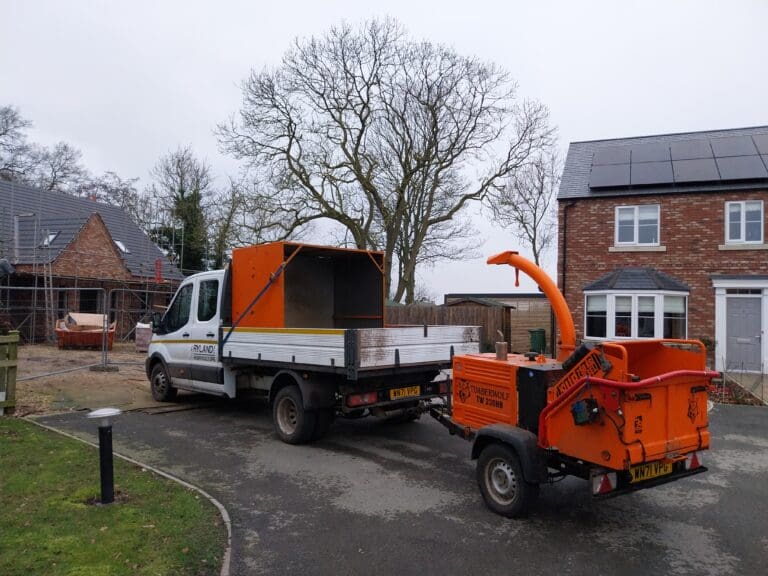 Another grey day and another tree. February, 2026. Rylands Ltd.