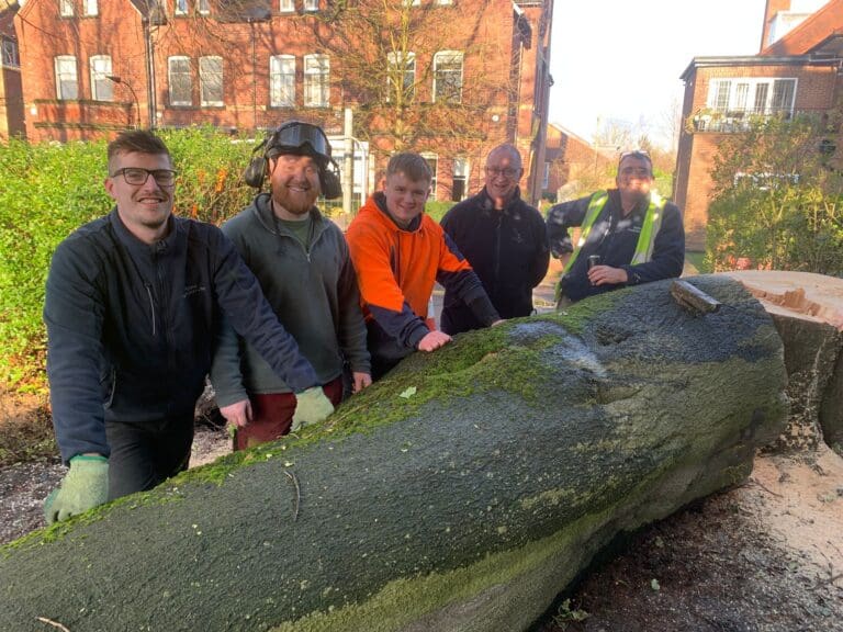 Beech tree felling at St. Peters School.