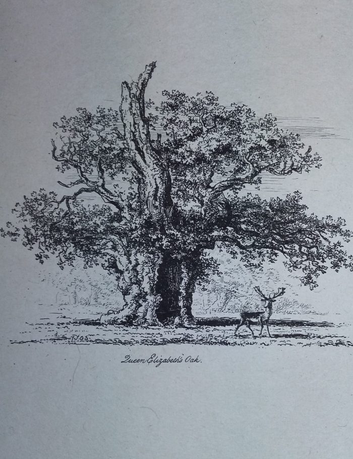 ryland horticulture - tree illustration